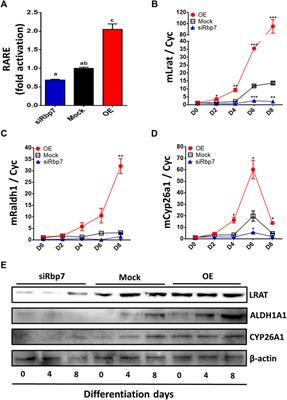 Retinol Binding Protein 7 Promotes Adipogenesis in vitro and Regulates Expression of Genes Involved in Retinol Metabolism